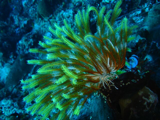 CRIN Feather Star (Crinoide)