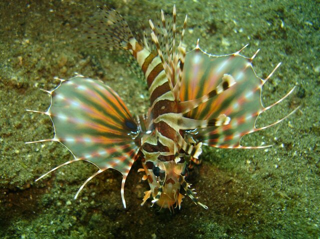 LIONFISH zebra lionfish