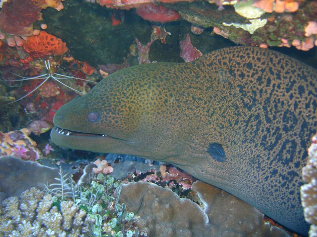 MOR giant moray