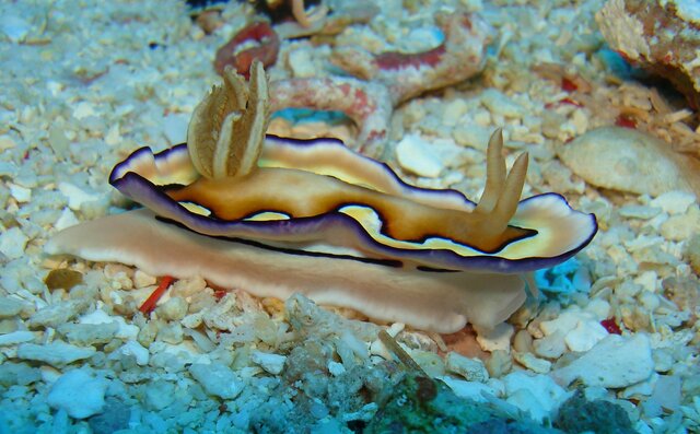 NUDI chromodoris coi