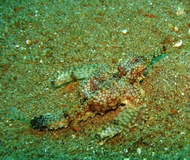 ODD Pegasus sea moth