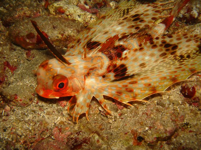 ODD helmut  flying gurnard