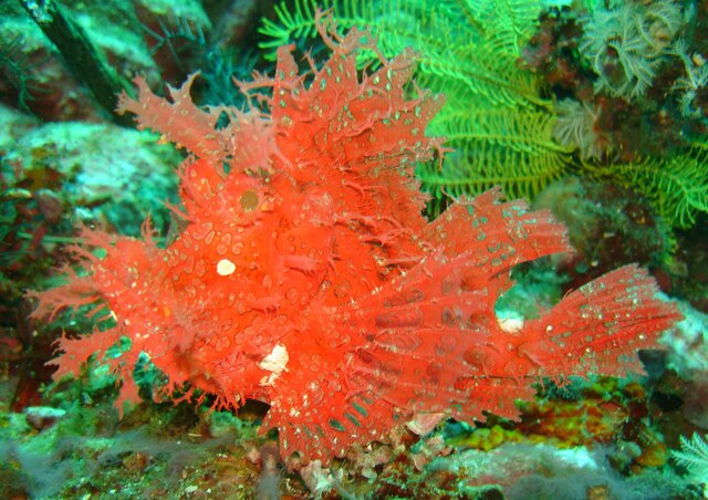 SCORP weedy scorpionfish