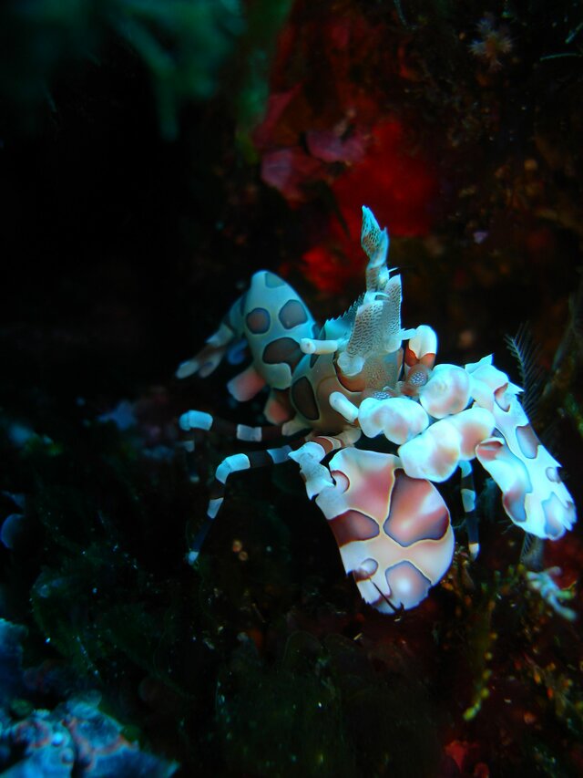 CRUS harlequin shrimp