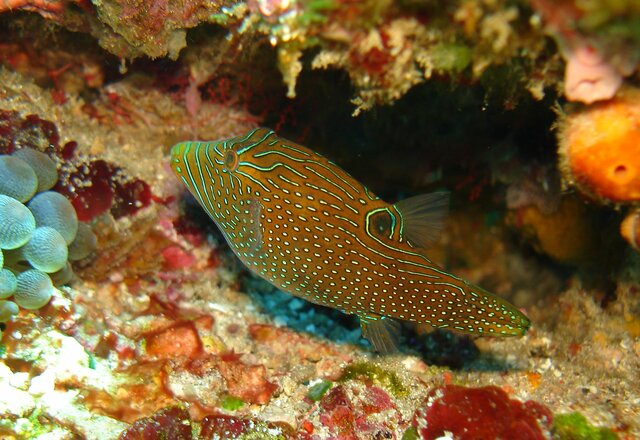 FISH Papuan toby