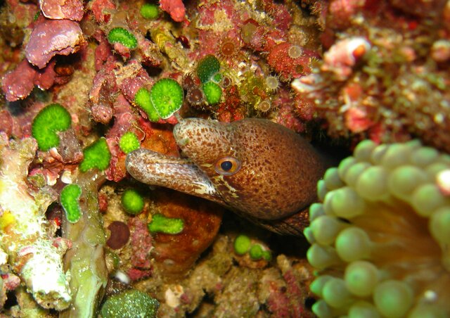 MOR moray unidentified