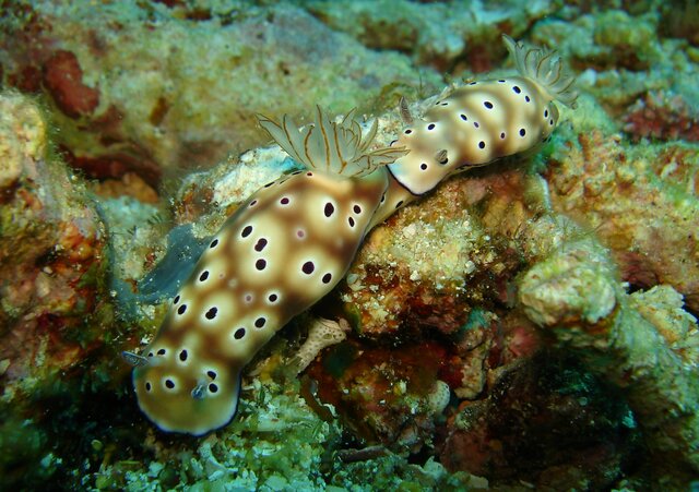 NUDI chromodoris risbecia tryoni