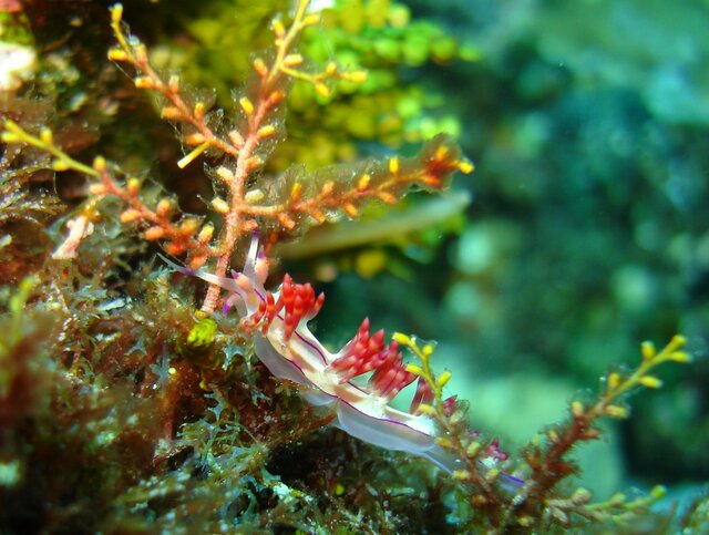 NUDI flabellina bilas