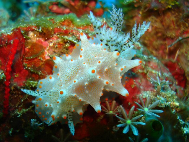 NUDI halgerda malesso