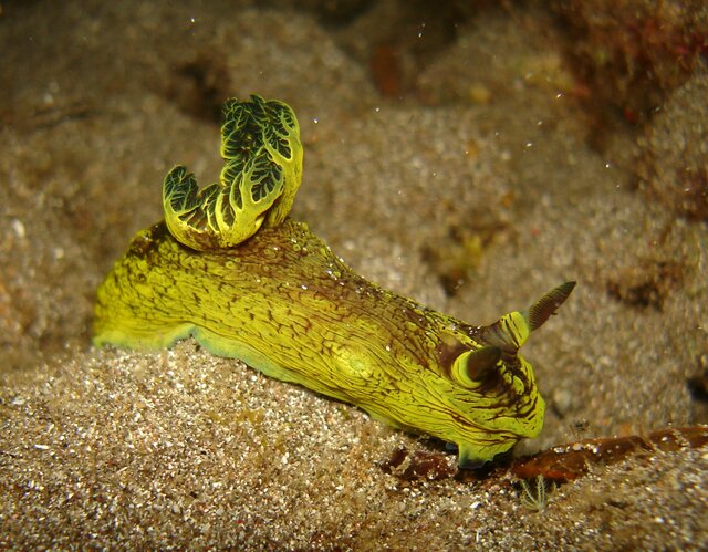 NUDI nembrotha milleri