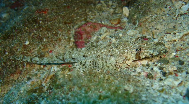 ODD long snout flathead